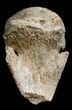 Pachycephalosaurus Foot Claw From Montana #3441-2